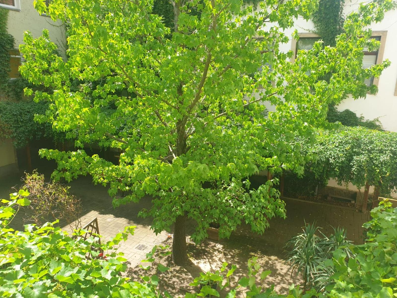Ferienwohnung Weisses Ross Pirna Oda fotoğraf